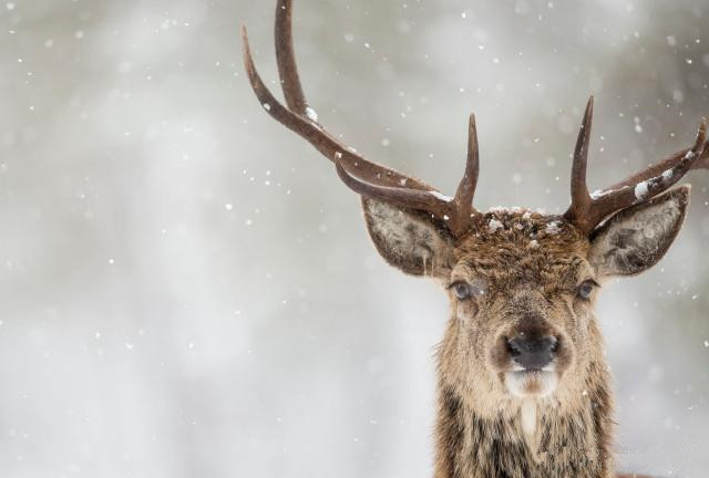 Why are the most of Scotch whisky labels with "deer"?