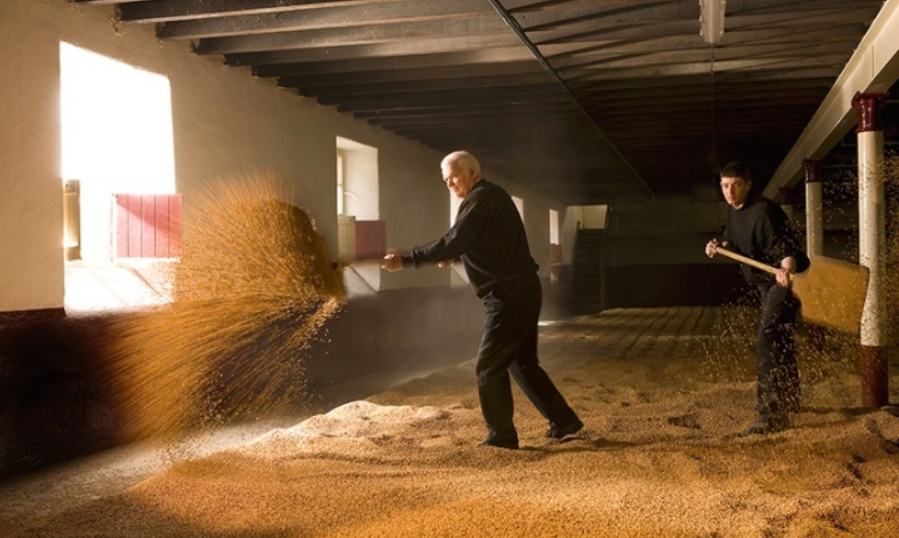 Traditional Barley germination