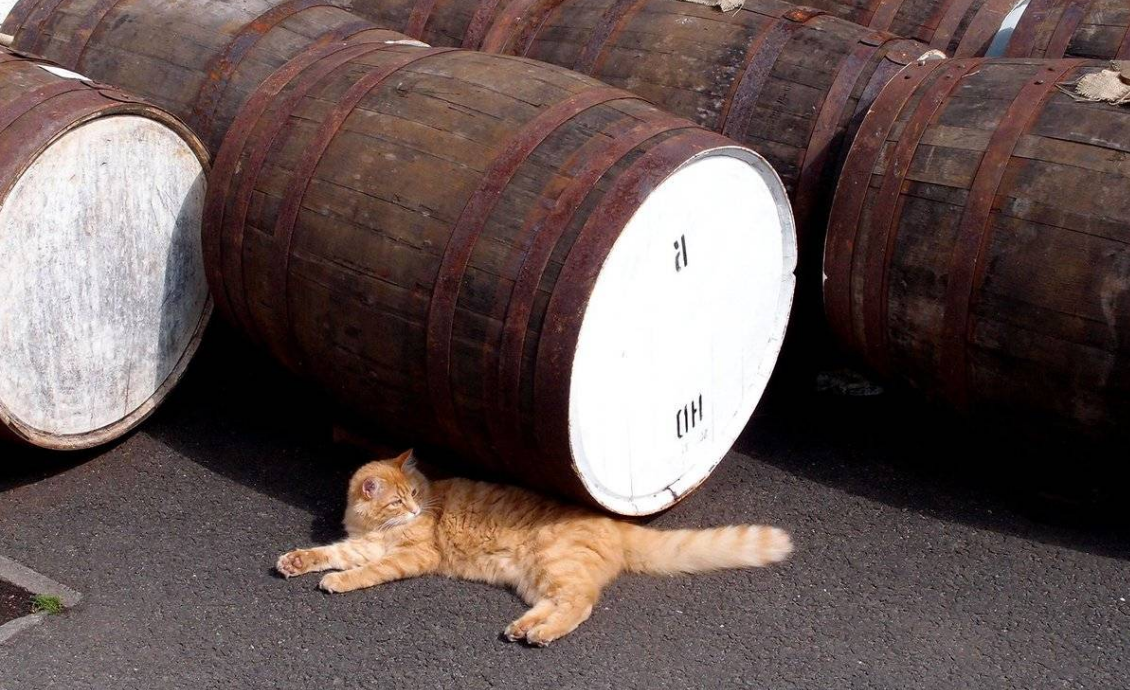 кот на заводе по производству виски